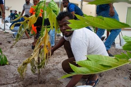 GoGreen 2026 plants 1,000 trees in HA. Dhidhdhoo